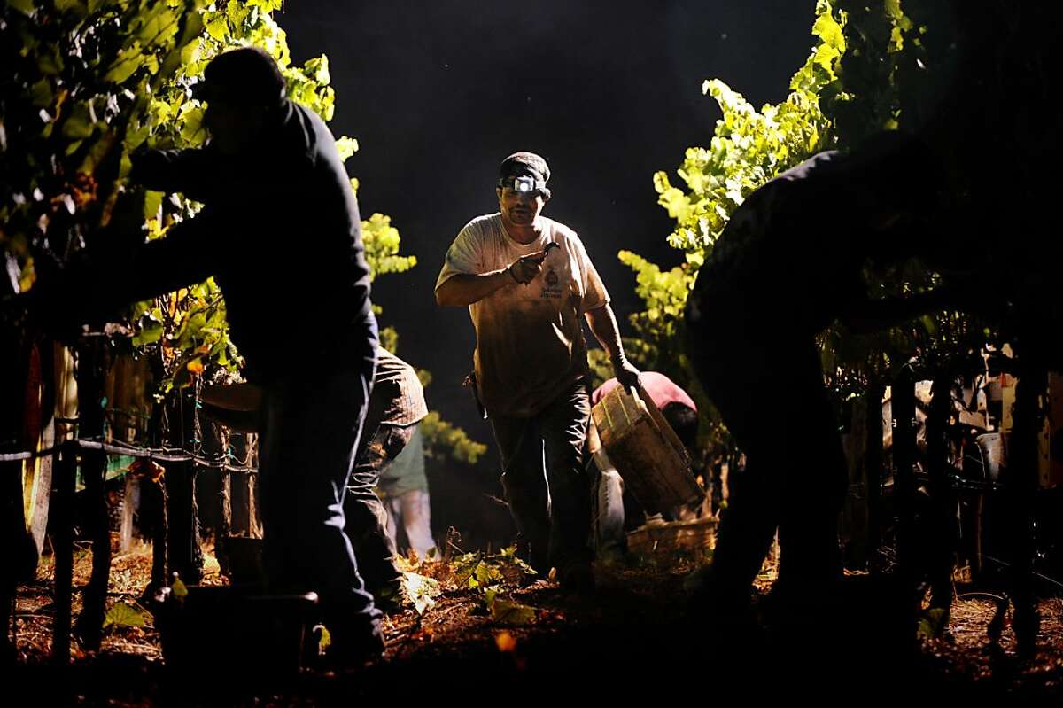 Harvest pickers before sunrise working Burt Williams?• 12-acre Morning Dew vineyard in Philo, California in Anderson Valley during the last day of picking. October 2, 2011