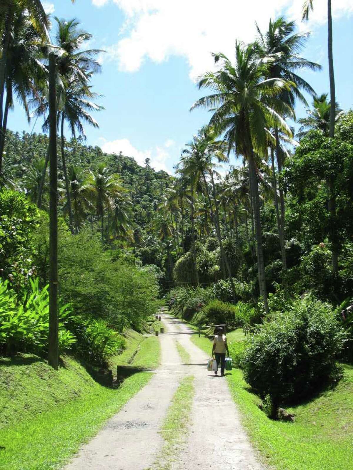 THE TROPICS: Morne Coubaril Estate is a good place to visit to learn about St. Lucia's tropical plants.