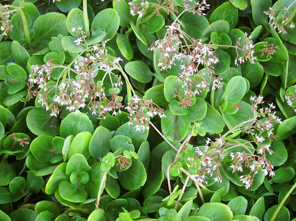 Fairy crassula is one groundcover that will thrive in dry shade with moderate water.