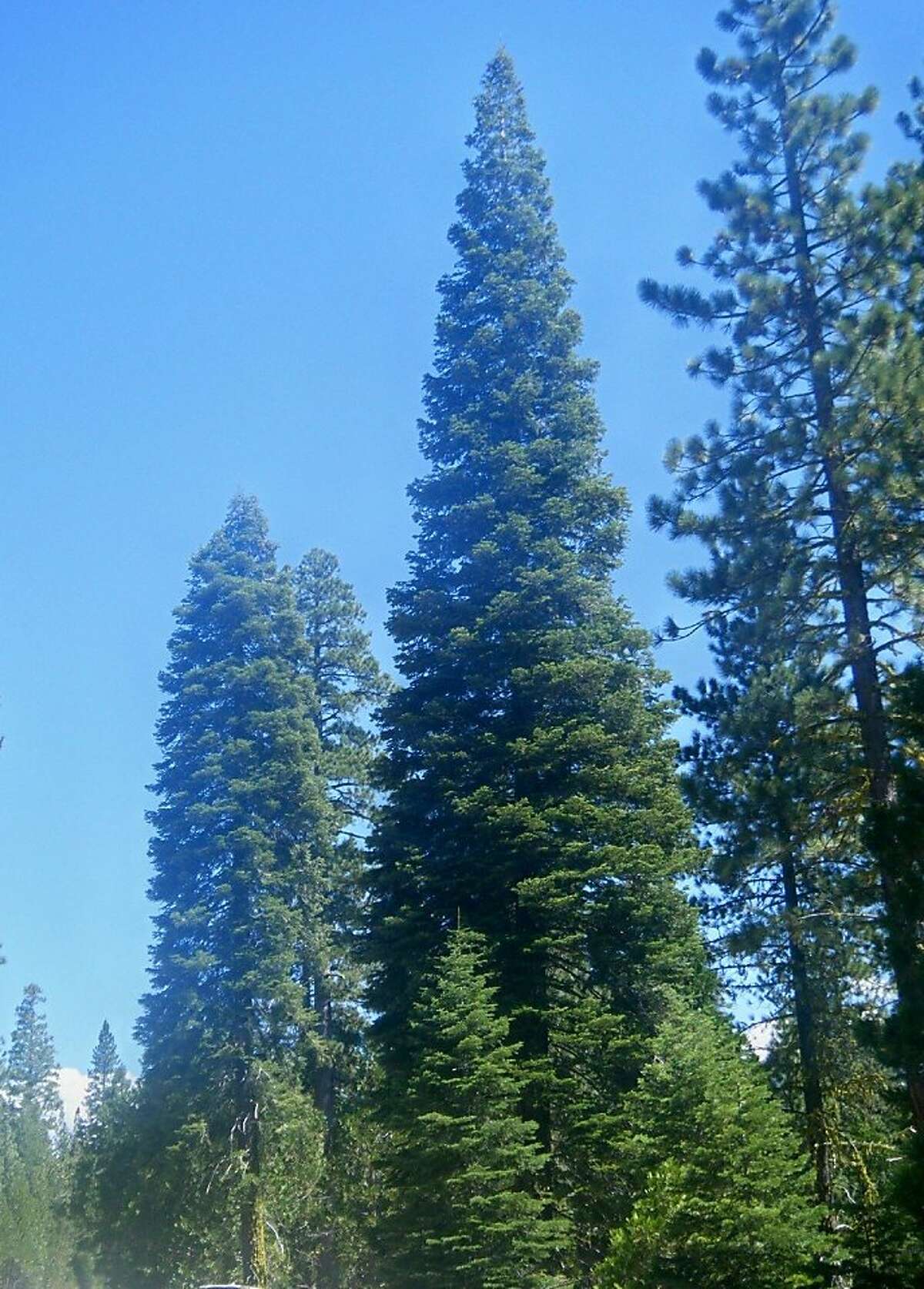 Sierra white fir to be the Capitol Christmas tree