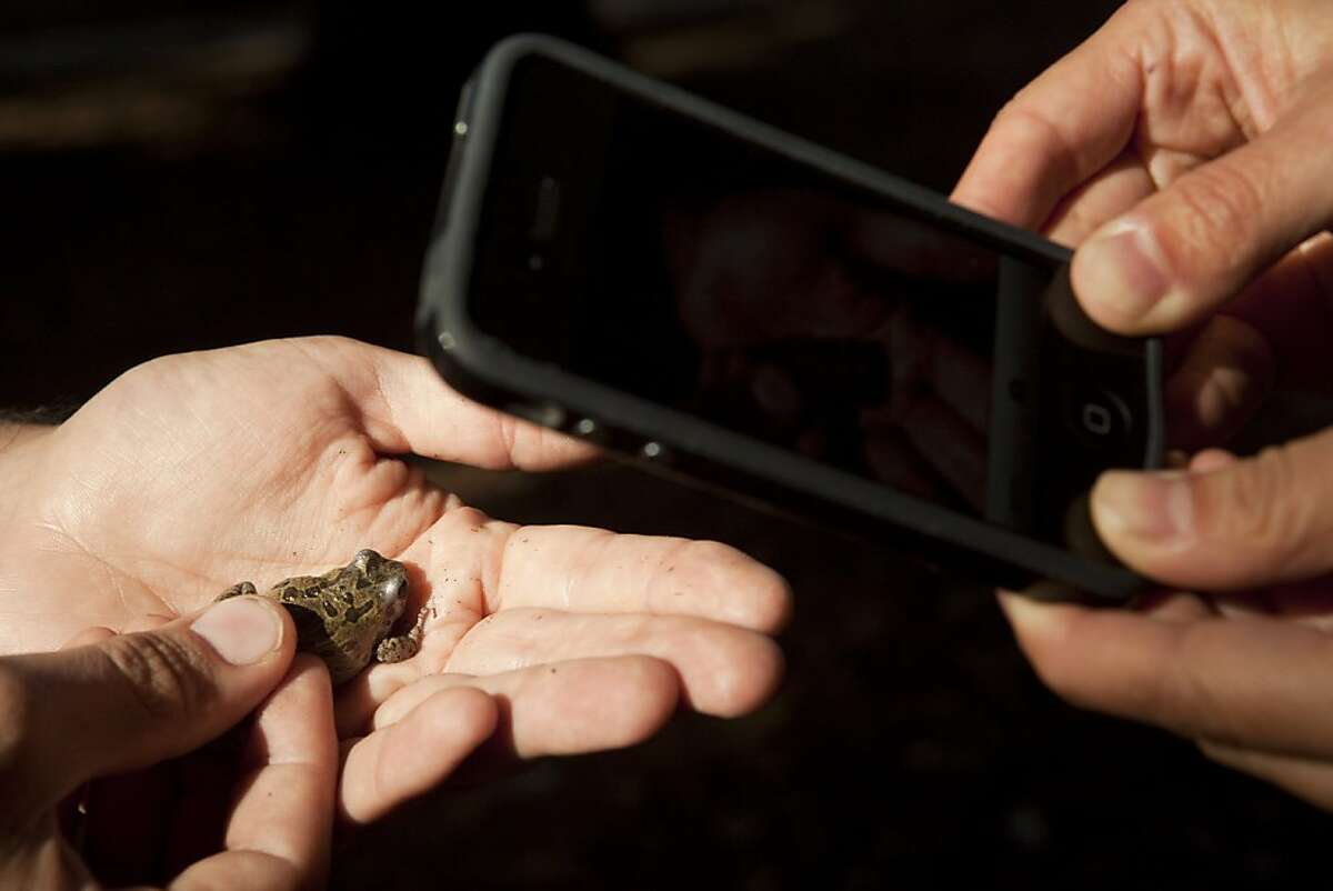 Ken-Ichi Ueda, co-director of iNaturalist.org, holds a Pacific Chorus Frog on Thursday, September 26, 2011 in Berkeley, Calif. The Pacific Chorus Frog is one of the many amphibia researches are hoping the public will help catalogue using the smart phones in the wild.
