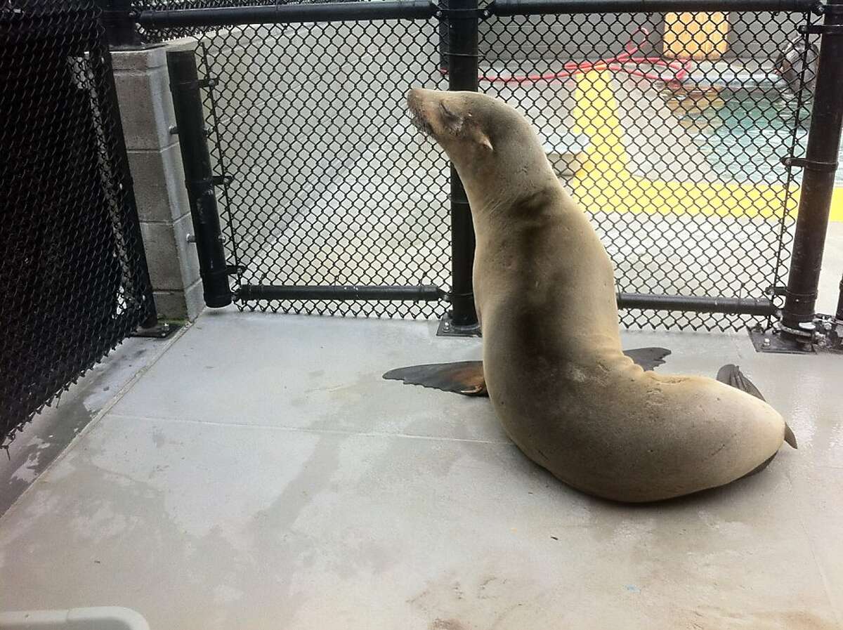 A sea lion rests at the Marine Mammal Center after crossing eight lanes of traffic on U.S. Highway 101 in Burlingame.