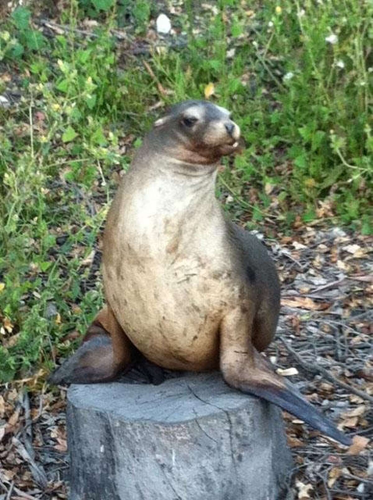 A sea lion rests next to U.S. 101 in Burlingame after crossing eight lanes of traffic Saturday, October 1, 2011.