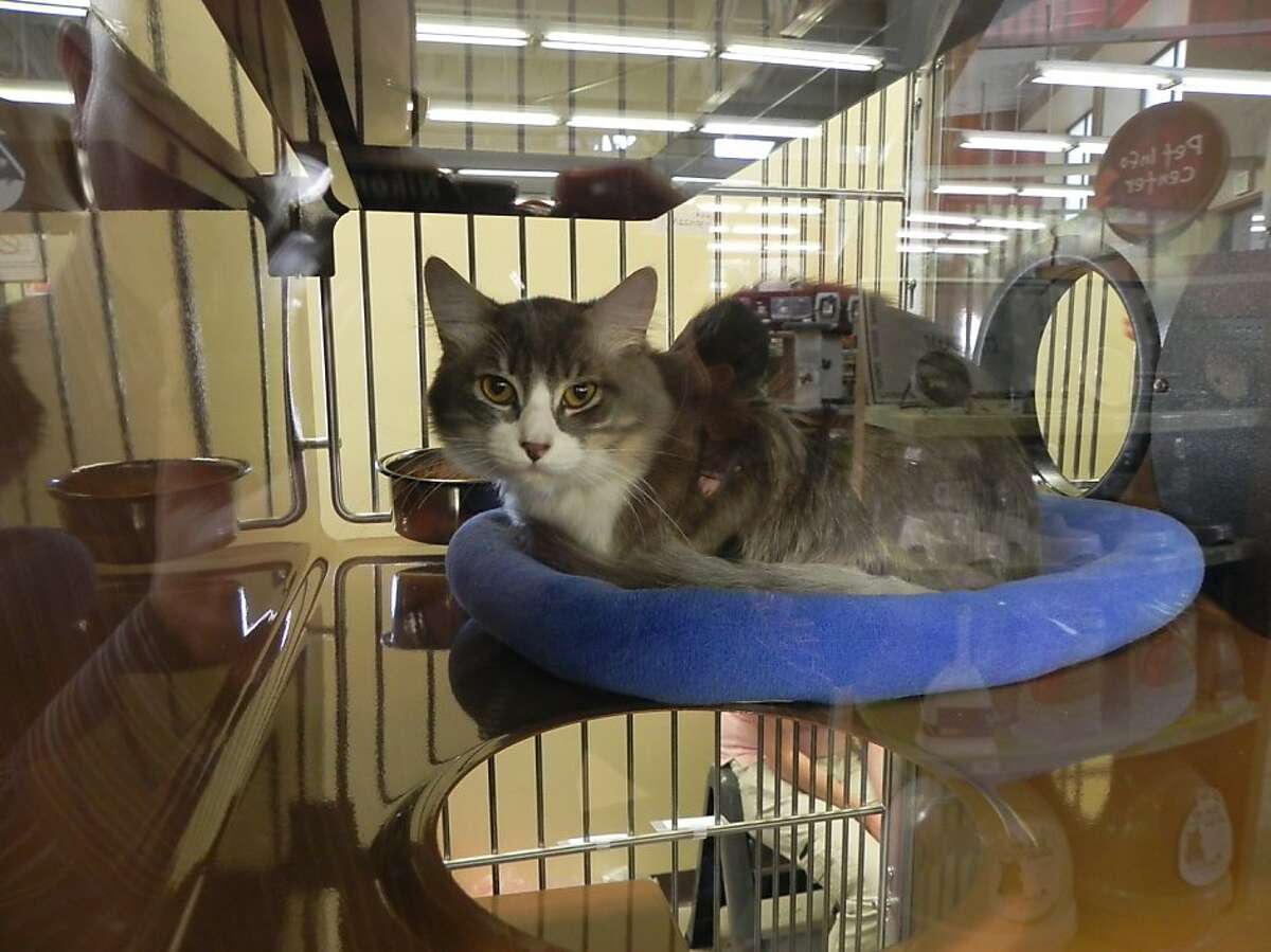 Businesses pick up slack for San Francisco's animal shelters