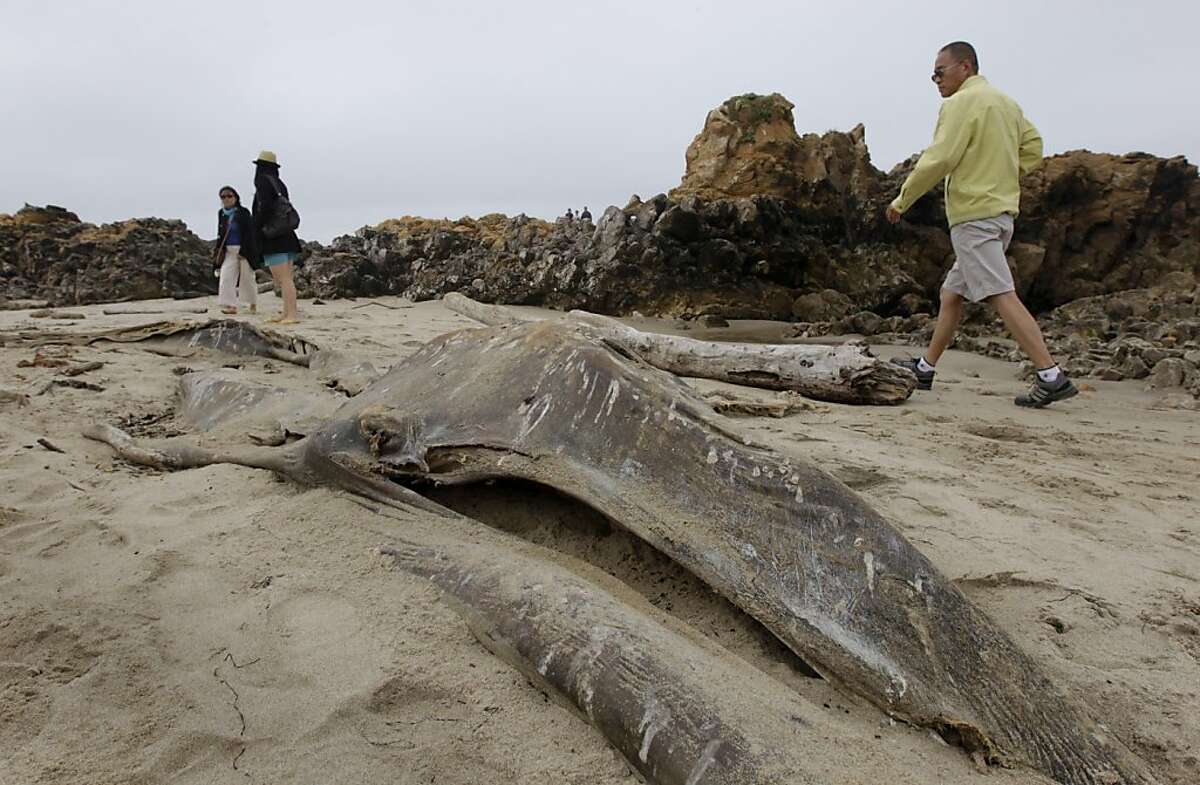 Carcass provides one whale of a science lesson