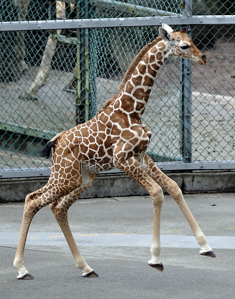 Toronto Blue Jays - Meet Brandon Belt! 🔹 Nicknames: Sparky, Captain, Baby  Giraffe 🔹 He LOVES chicken tenders 🔹 He's a 2x World Series Champ 🔹 He's  also an MLB All-Star