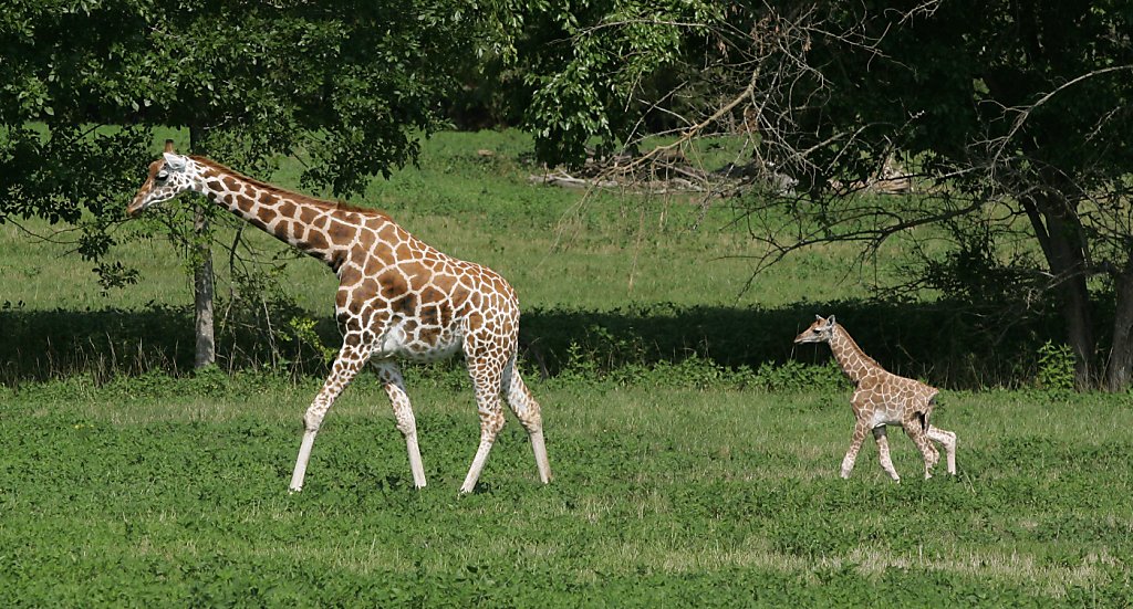 Giants fans dress as giraffes in Brandon Belt jerseys