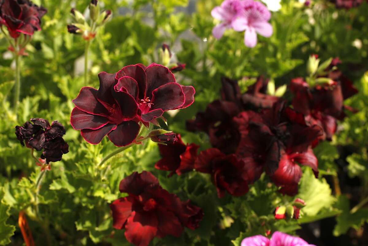 Rare geraniums, pelargoniums at Richmond greenhouse