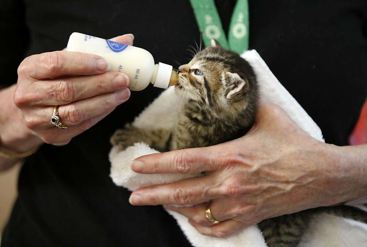 S.F. cat adoption center opens inside pet store