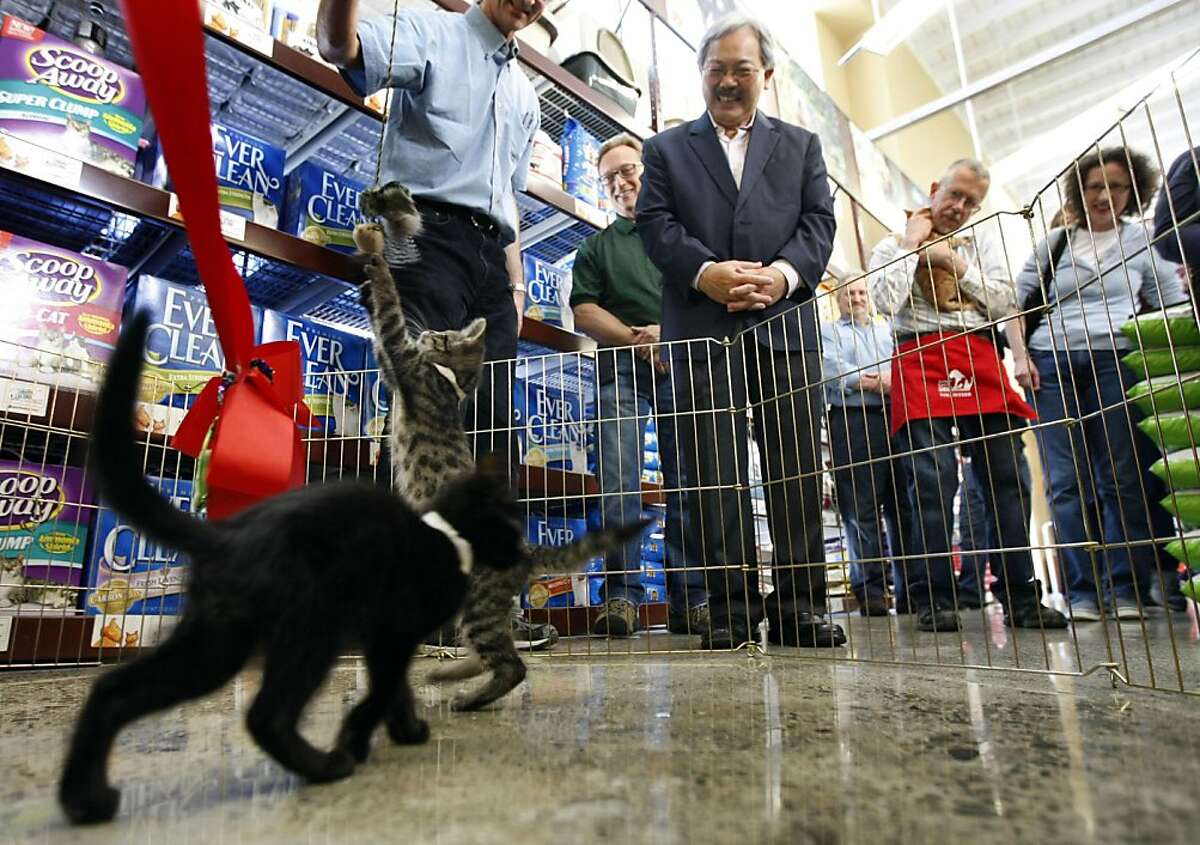 San Francisco acting Mayor Ed Lee watches a pair of kittens play during the dedication of the new adoption center sponsored by the San Francisco Animal Care and Control agency Saturday August 20, 2011. The center is inside the newly remolded Pet Food Express on Market Street in San Francisco.