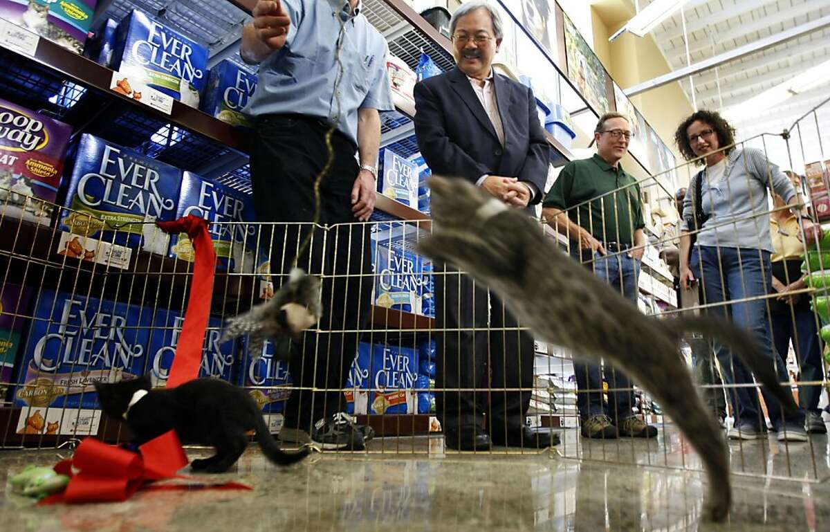 S.F. cat adoption center opens inside pet store