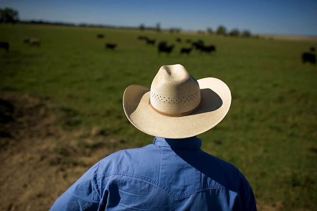 Darrell Wood works on his cattle ranch in Vina CA, Tuesday Aug 16, 2011. Wood is the largest organic beef rancher in California and provides beef to Whole Foods markets in Northern California. He works hard to balance farming with preserving California's grass lands.