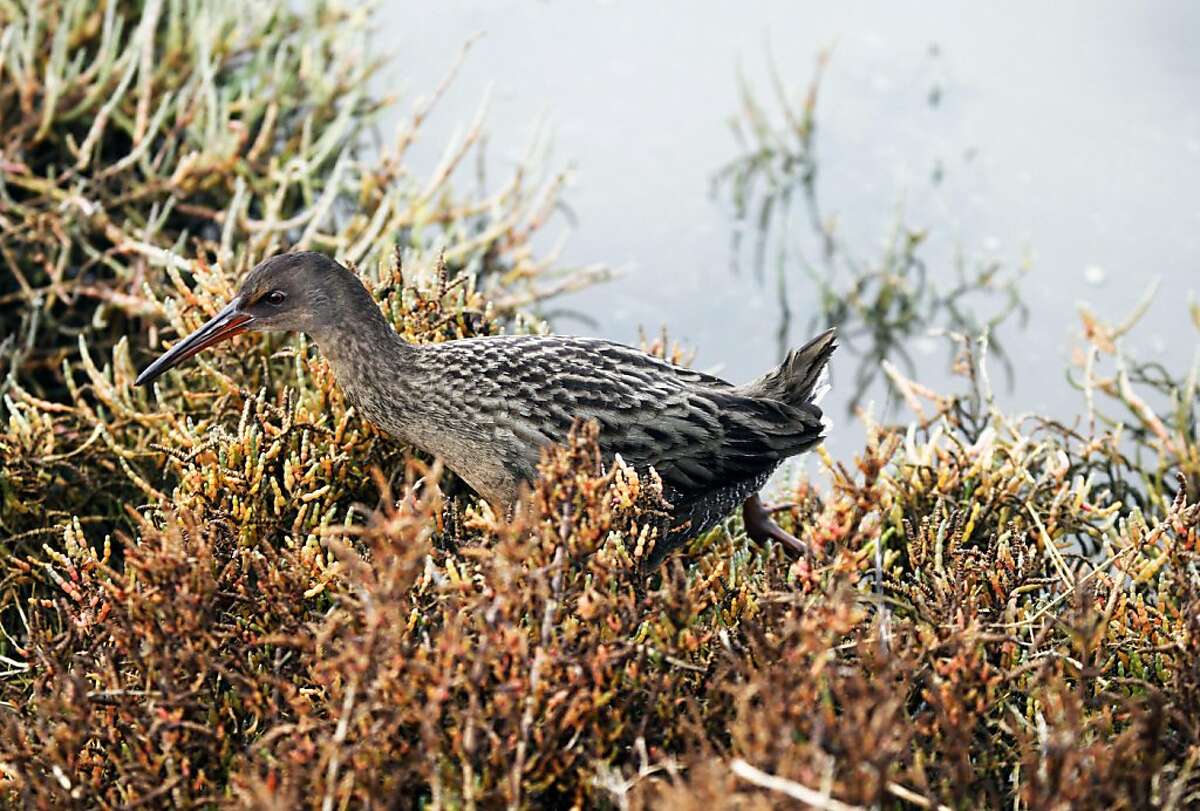 An elusive Clapper Rail walks the banks during high tide at Arrowhead Marsh inside Martin Luther King Jr. Regional Shoreline Park in Oakland. Thursday Dec 9, 2010. The Clapper Rail is only found in the Bay-Area and remains on the endangered list.An elusive Clapper Rail walks the banks during high tide at Arrowhead Marsh inside Martin Luther King Jr. Regional Shoreline Park in Oakland. Thursday Dec 9, 2010. The Clapper Rail is only found in the Bay-Area and remains on the endangered list. Ran on: 12-20-2010 A rare clapper rail walks along the banks in Arrowhead Marsh at high tide. Ran on: 12-20-2010 A rare clapper rail walks along the banks in Arrowhead Marsh at high tide. **MANDATORY CREDIT FOR PHOTOG AND SF CHRONICLE/NO SALES/MAGS OUT/TV OUT/INTERNET: AP MEMBER NEWSPAPERS ONLY**