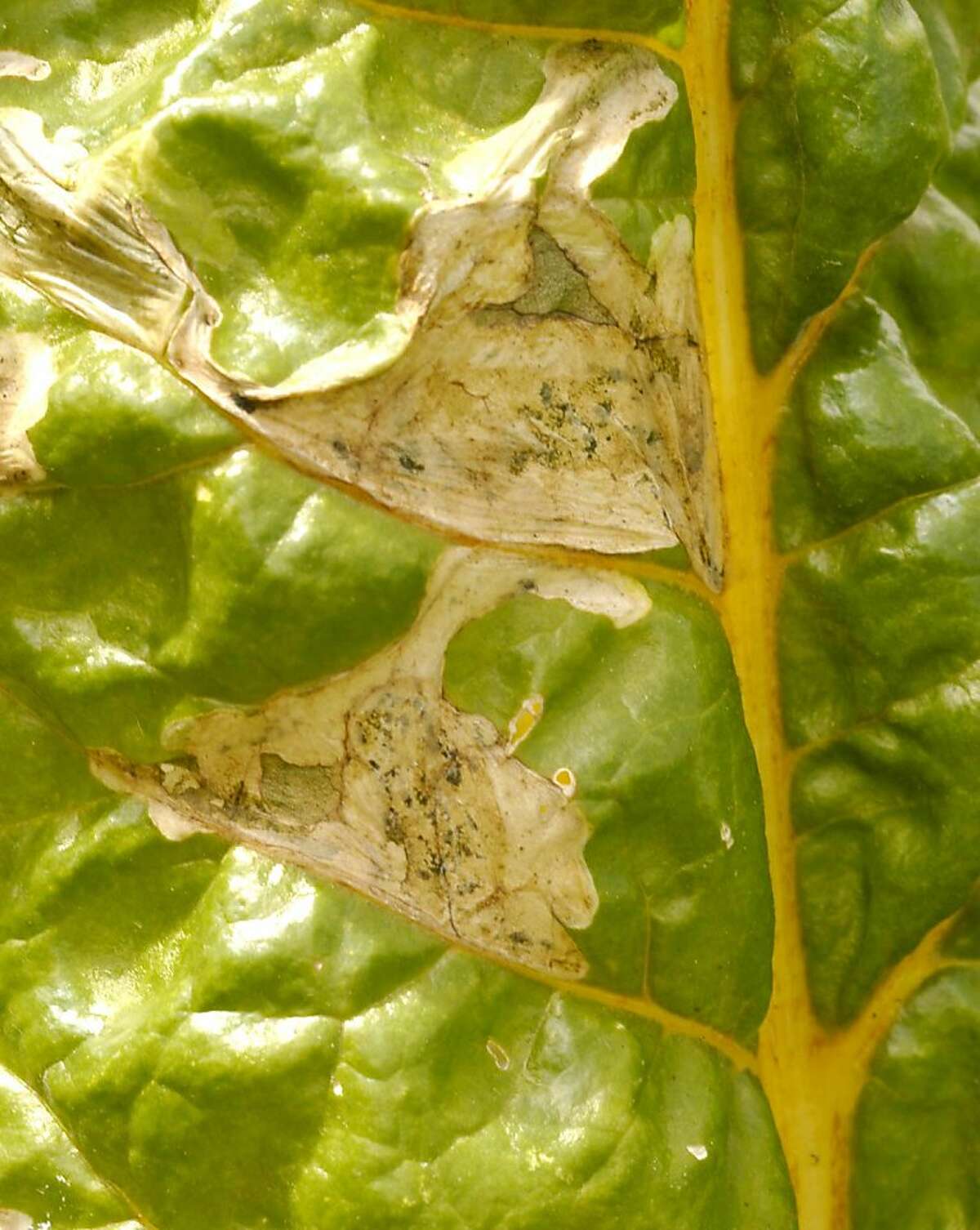 Beet Leafminers Can Be Conquered