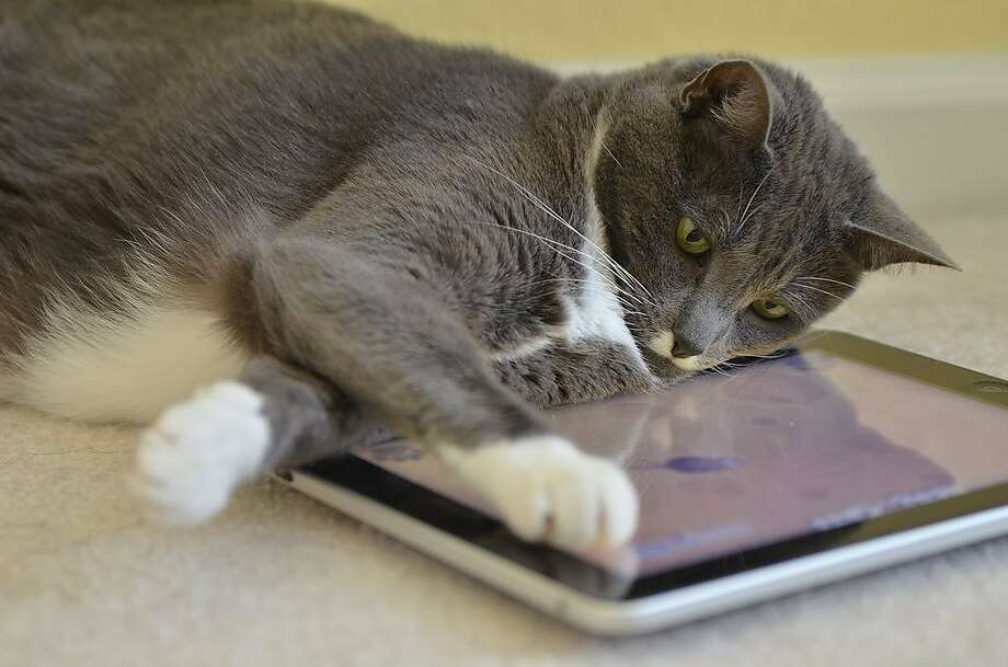 Cat Plays Game For Cats Ipad App Sfgate