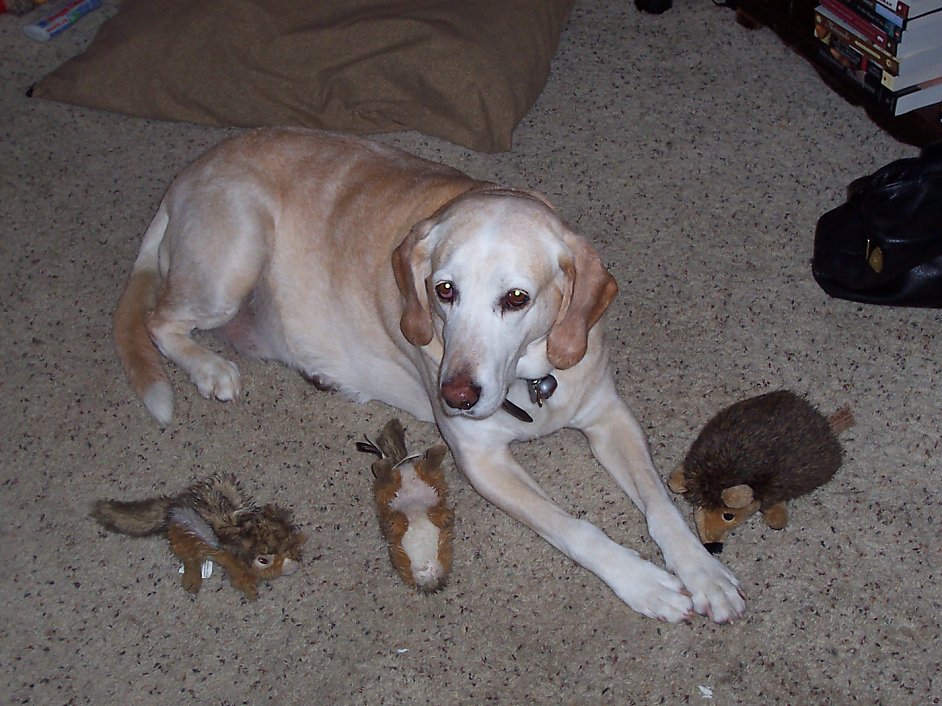 walker hound lab mix