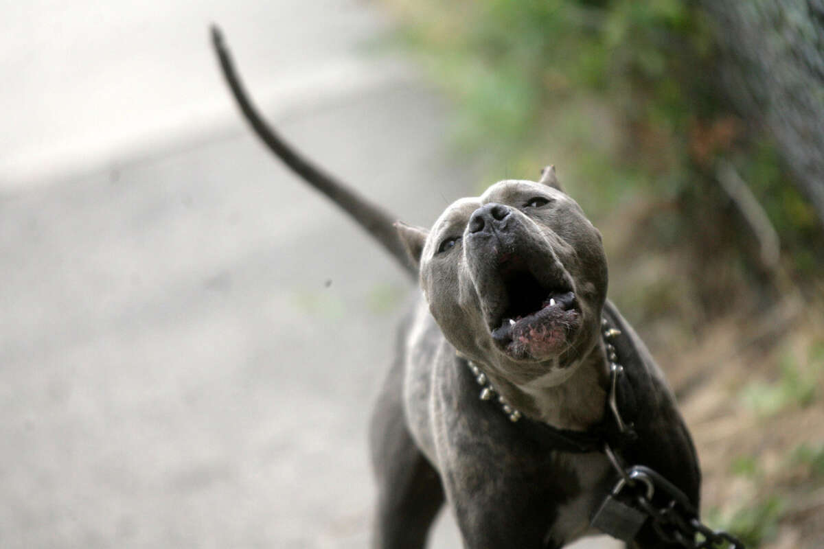 A study showed that people who were attacked by pit bulls had more severe injuries than those attacked by other breeds. It’s estimated that 885,000 people a year need medical attention for dog bites.