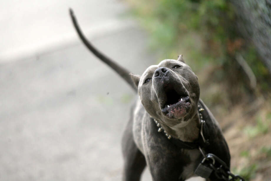 Cities And Counties On Short Leash For Pit Bull Rules San Short Leash For Pit Bull Rules