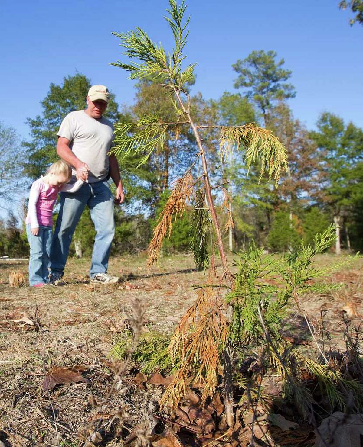 David Barfield walks with granddaughter Morgan Braswell past a withered sapling Thursday at Tinsel Time Christmas Tree Farm in New Caney. Barfield had no irrigation system to fight the drought and heat.