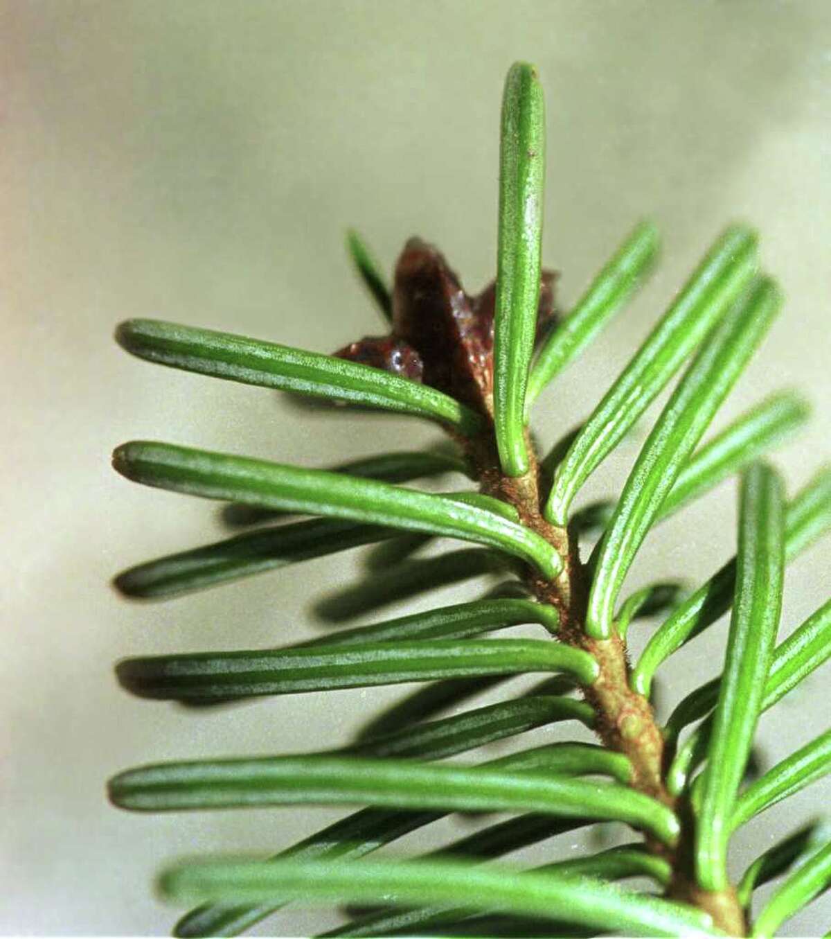 Balsam fir is the perfect Christmas tree