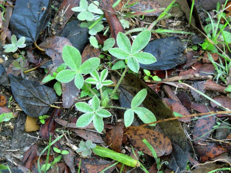Time to sow the seeds for spring's San Antonio ExpressNews