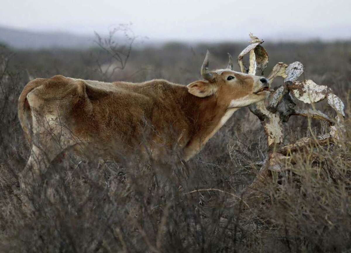 A cow tries to eat from a dried-out cactus in a field near Torreon, Mexico. Weather experts say drought will continue to plague northern Mexico during the winter months, and the situation likely will worsen.