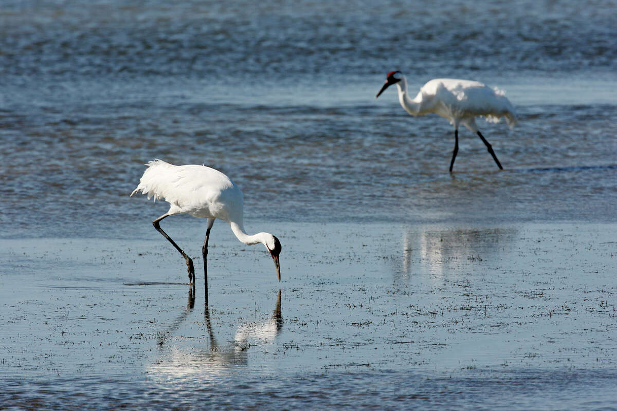 Whooping Cranes Spark A Water War