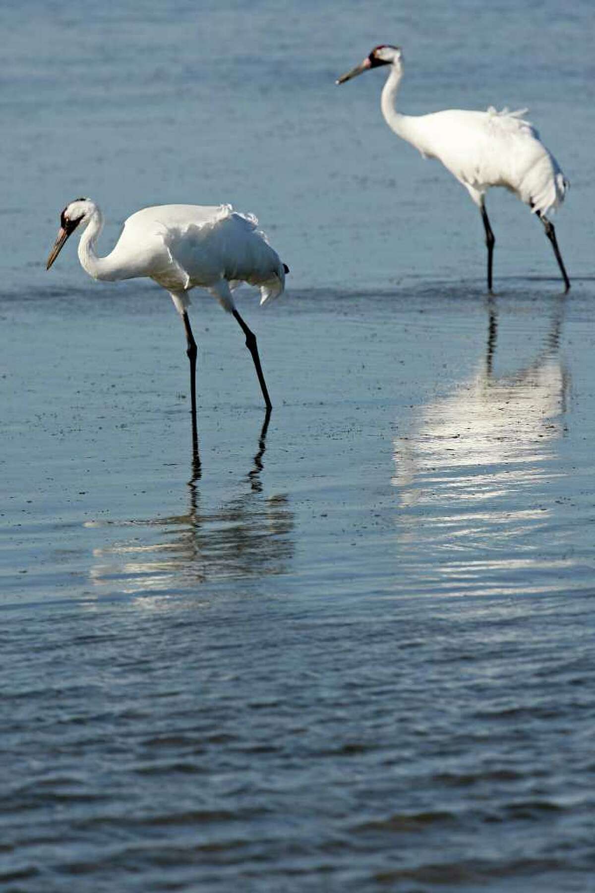 A couple of whooping cranes feed in the Aransas National Wildlife Refuge, Tuesday, Nov. 29, 2011. Area folks are suing the state for control of water from the rivers that empty into the refuges. With the ongoing drought and low river water flow, high salinity in the waters of the bay caused a bloom of red tide that lead to the closing of the oyster season and the decline in blue crabs. The crabs are the main source of food for the cranes. Proponents of the lawsuit state that excessive pumping of the fresh waters from the river systems has contributed to current conditions.