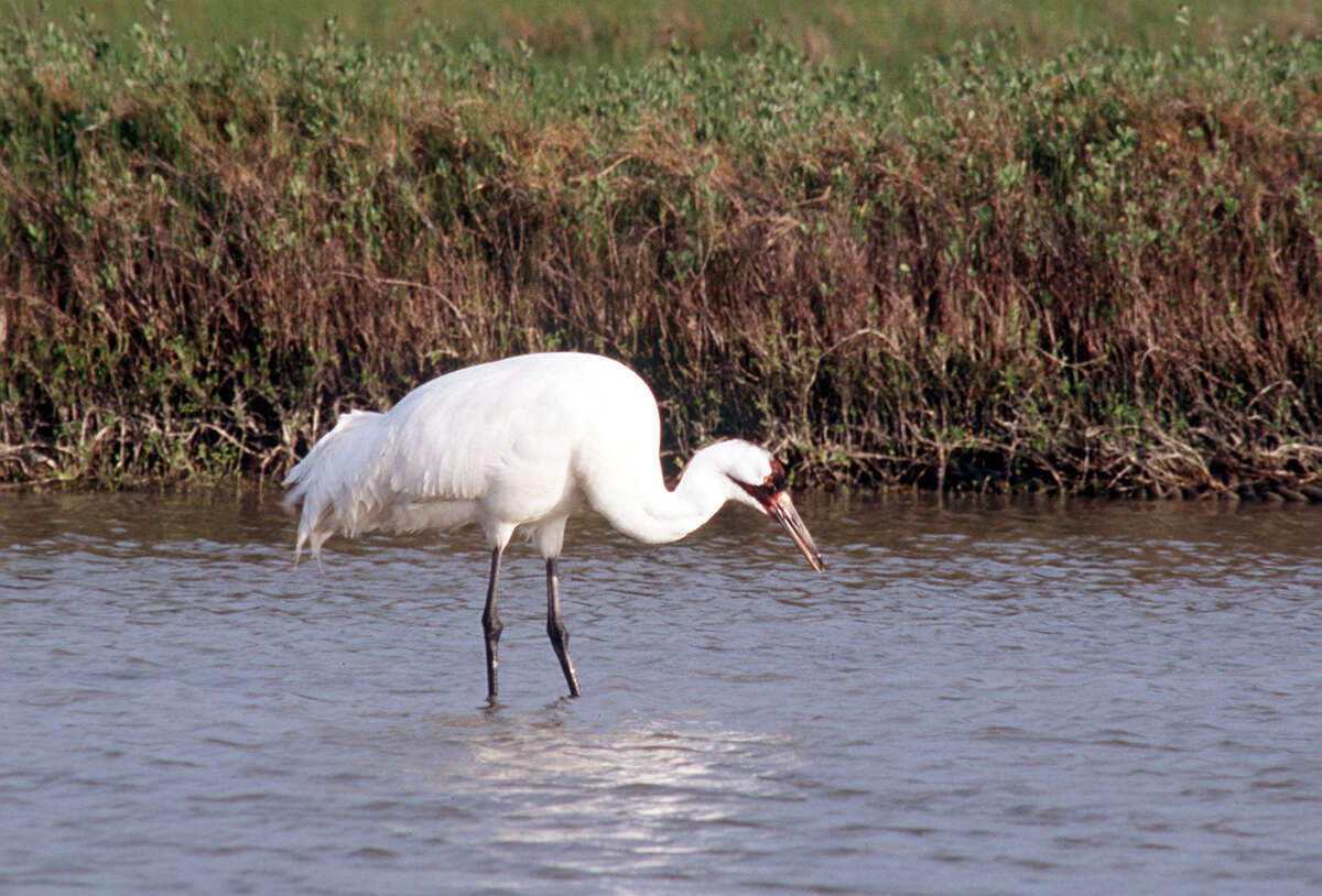 Whooping Cranes Survive Texas' Devastating Drought