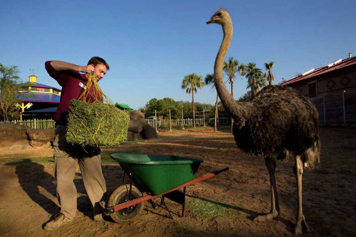 JOHNNY HANSON : CHRONICLE LUNCHTIME: Tim Junker, a zookeeper at the Houston Zoo, prepares to hang alfalfa for giraffes next to a curious ostrich. ﻿﻿