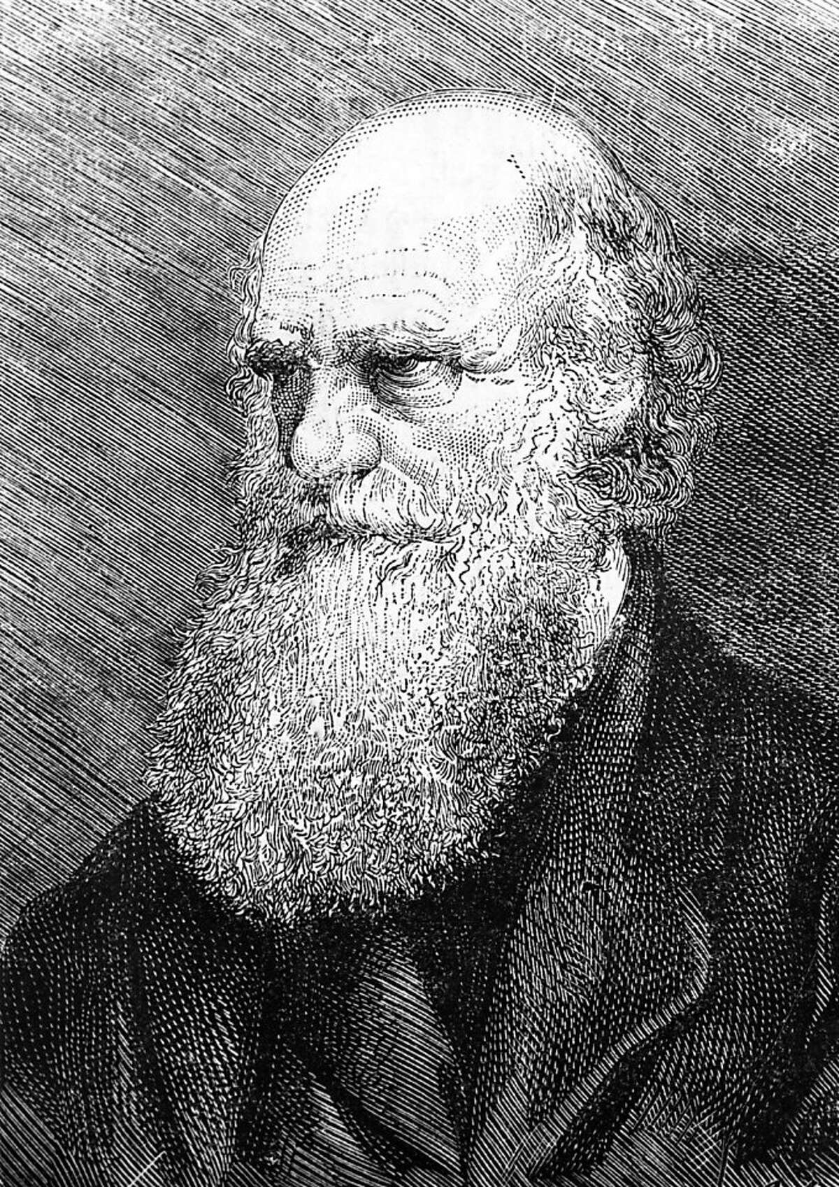 TO GO WITH THE STORY IN FRENCH BY BORIS CAMBRELENG: " BICENTENAIRE DE CHARLES DARWIN, FONDATEUR DE LA BIOLOGIE MODERNE" - This undated engraving released on February 10, 1959 showing English naturalist Charles Darwin ( 1809-1882), father of the theory of evolution meaning that all species of life have evolved over time from common ancestors through the process he called natural selection. AFP PHOTO (Photo credit should read -/AFP/Getty Images) Ran on: 02-10-2009