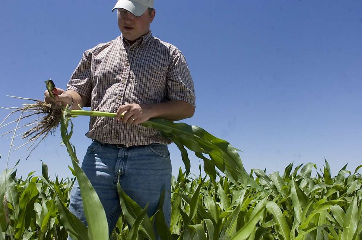 FILE - In this June 30, 2008 file photo farmer Nathan Weathers evaluates young corn stalks that will be used for feed corn and silage for nearby cattle feeders and an ethanol plant in Yuma in Yuma, Colo. The amount of corn used by the ethanol industry and demand overseas has farmers worried if corn production drops sharply, feed costs could skyrocket, forcing them to reduce their herd size. That, they say, could result in smaller meat supplies and higher prices at grocery stores. (AP Photo/The Denver Post, Brian Brainerd, File) Ran on: 12-04-2011 Corn is among the commodities covered in the most controversial programs of the farm legislation.