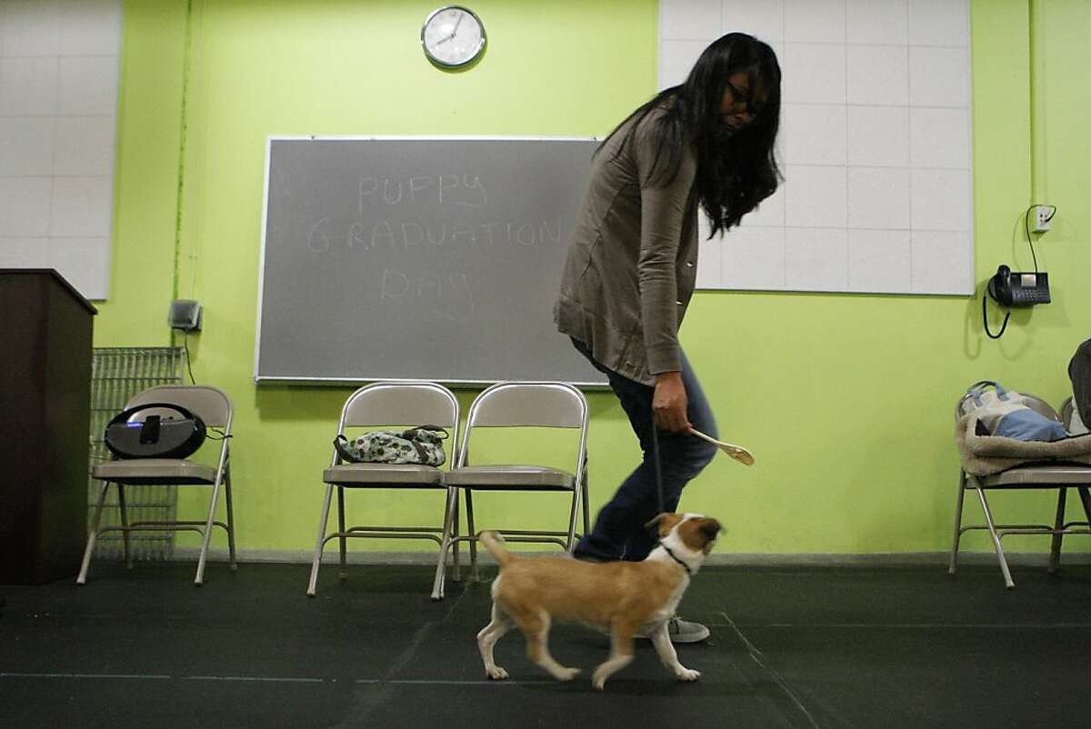 Training Puppies With Positivity