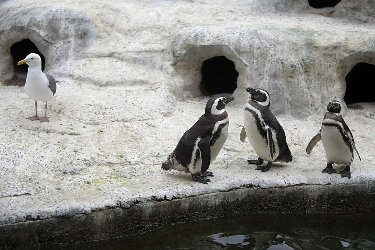 March of the Penguins at San Francisco Zoo