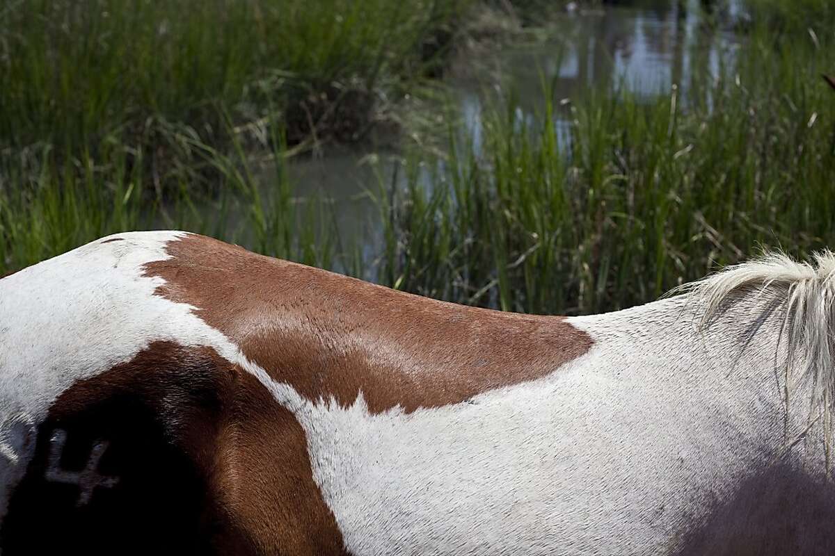 86th annual Chincoteague Pony swim