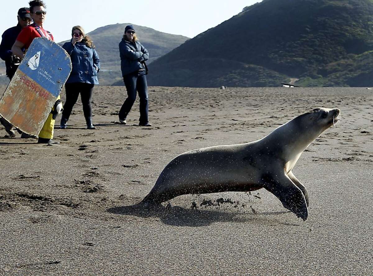 Three rescued sea lions rehabilitated, released