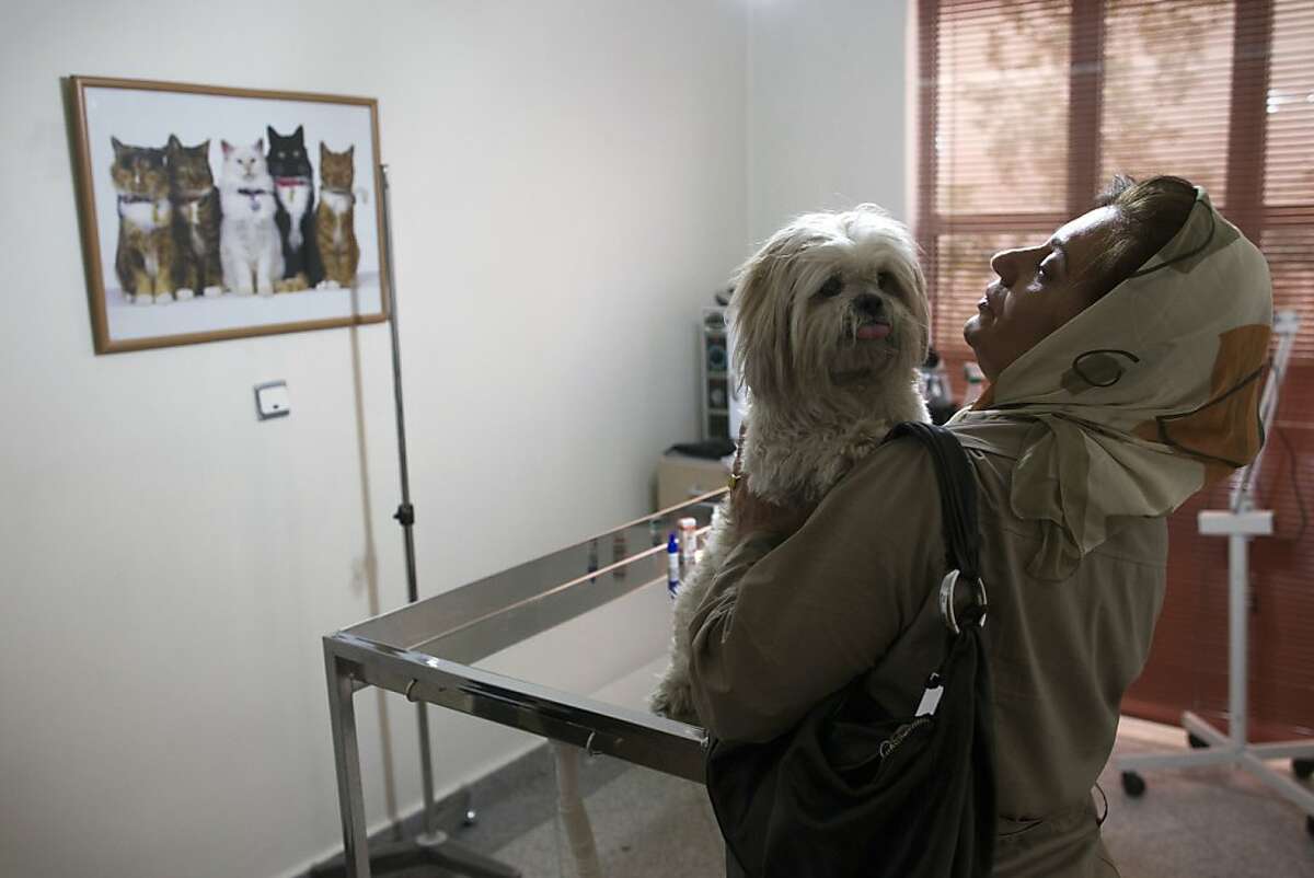 Iran's canine lovers face possible dog ban