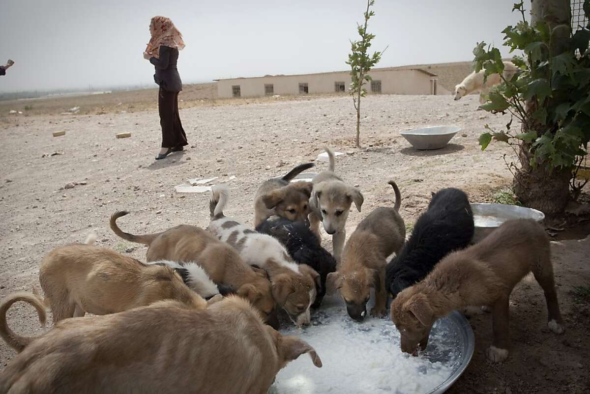Iran's canine lovers face possible dog ban
