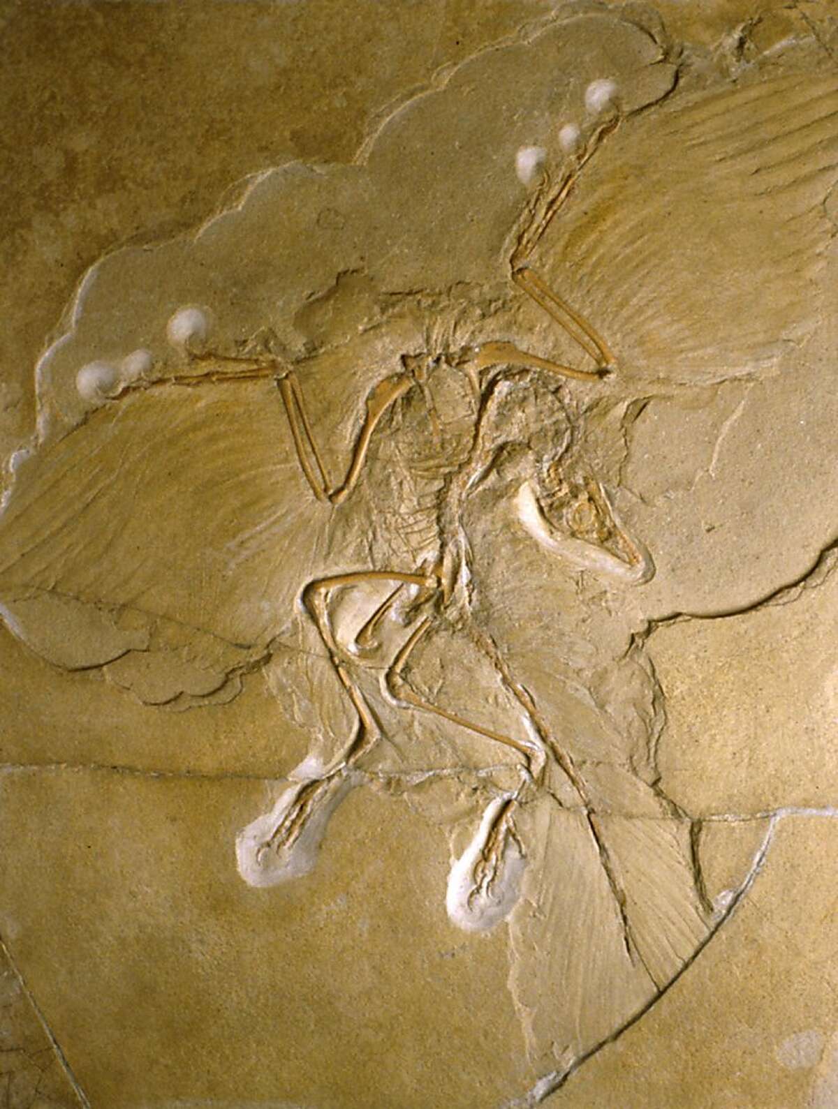 archaeopteryx lithographica