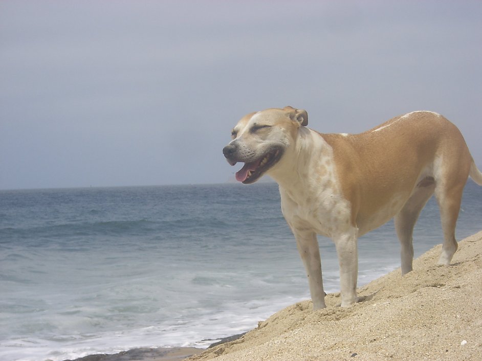 Puerto Rican street dog joins the honeymoon