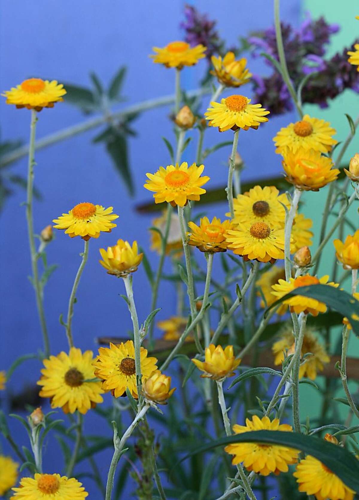 Flowers that feel like paper
