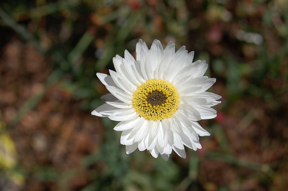 Flowers that feel like paper