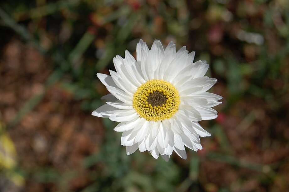 Flowers that feel like paper SFGate