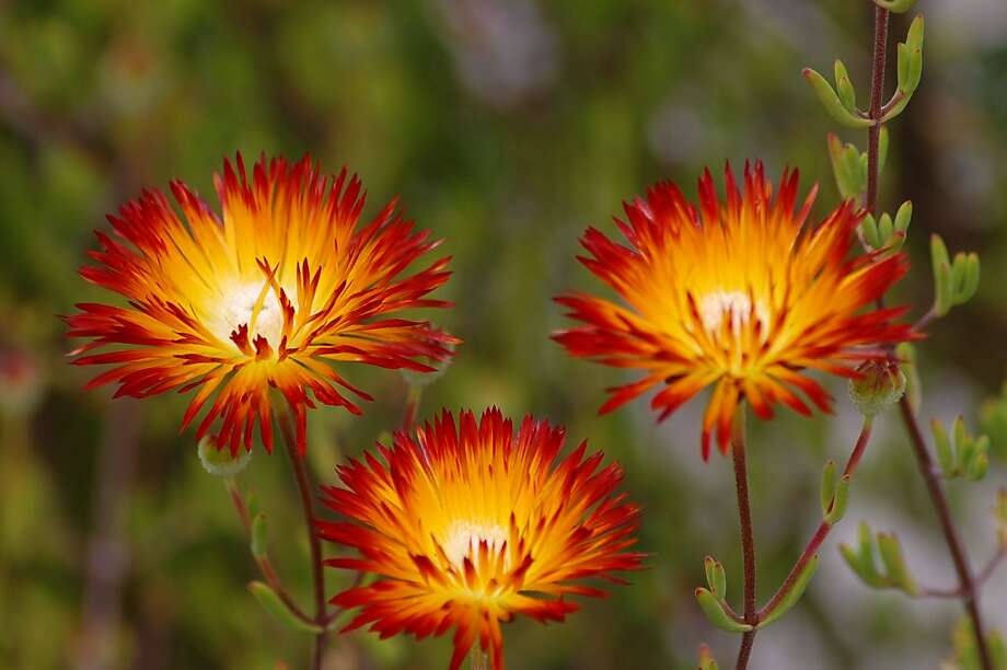 Flowers that feel like paper SFGate