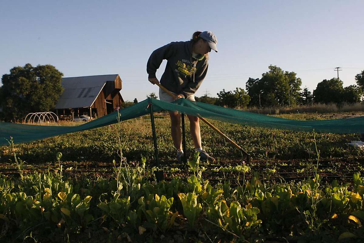 When she first began planting, Vonita Murray did not know about laying down black plastic to prevent excess weed growth so some of her rows, like many of her lettuce sections, need to be weeded frequently in Woodland Calif., on July 15, 2011.