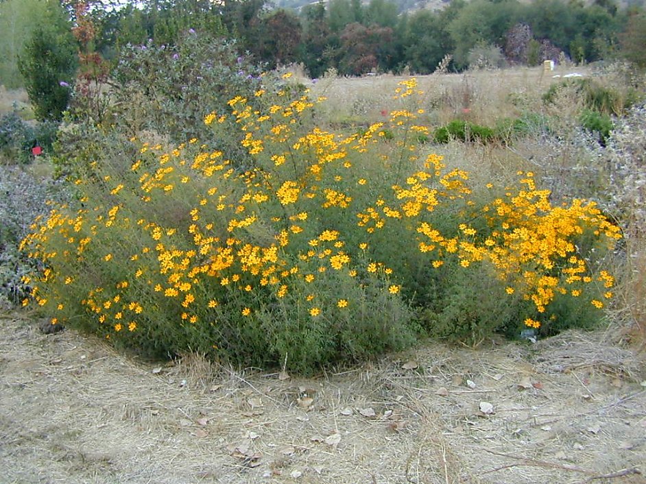 Attractive Copper Canyon daisy's fragrance strong