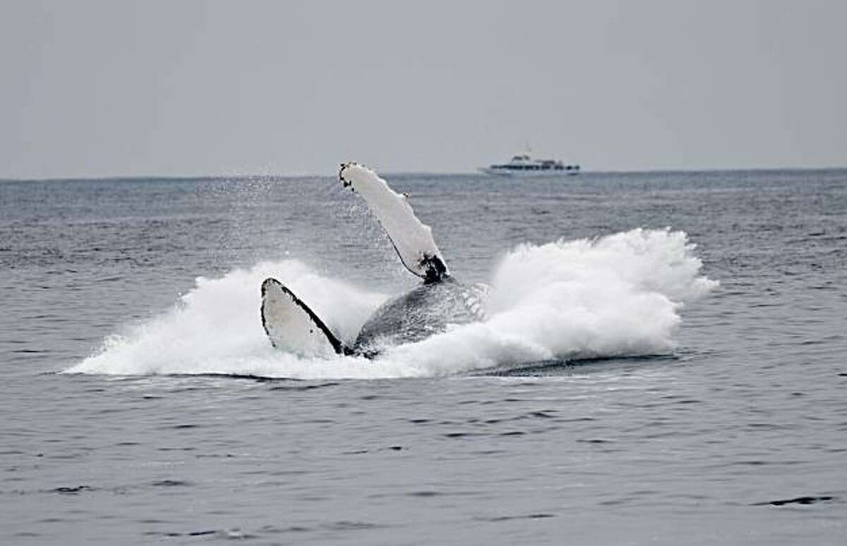 A humpback whale breaches and lands on its back creating a huge splash in the Monterey Bay. The abundance of krill in the Monterey Bay has led to an unusually high number of Humpback whales, Blue Whales and other porpoises in this area and are seen here on Thursday, July 22, 2010 off the coast of Monterey, Calif.