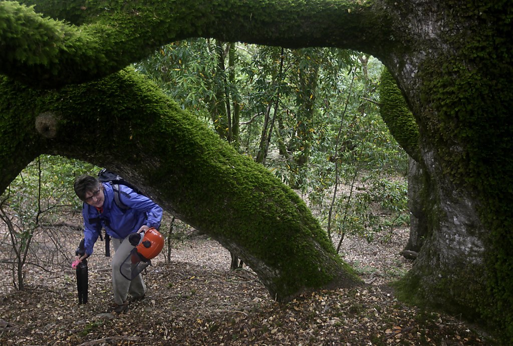 Saving Oak Trees By Chopping Down Bay Trees