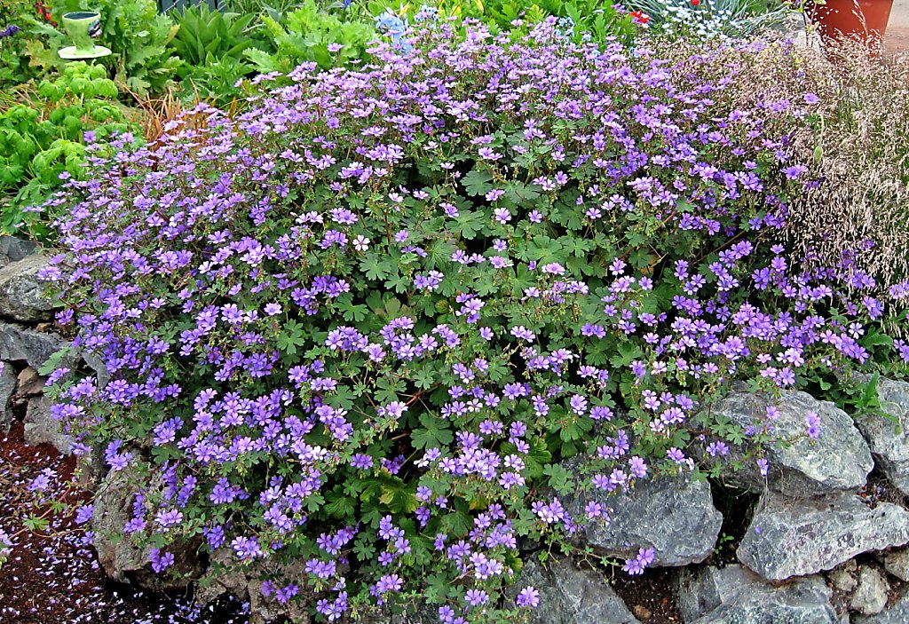 Ground Covers Serve Multiple Purposes In Garden