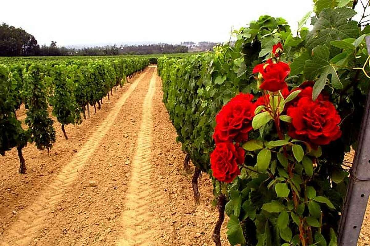 The vineyards of Quinta Vale das Escadinhas in the Dao region of Portugal, a leading source for the country's red wines.